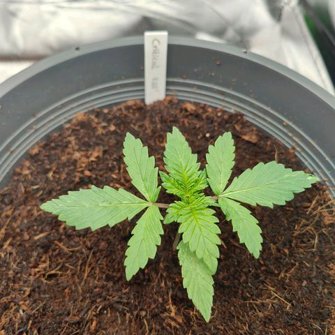 Critical (RQS) & Super- Skunk growlog timeline photo