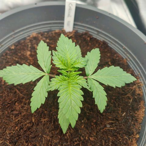 Critical (RQS) & Super- Skunk growlog timeline photo