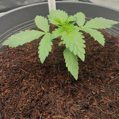 Critical (RQS) & Super- Skunk growlog timeline photo