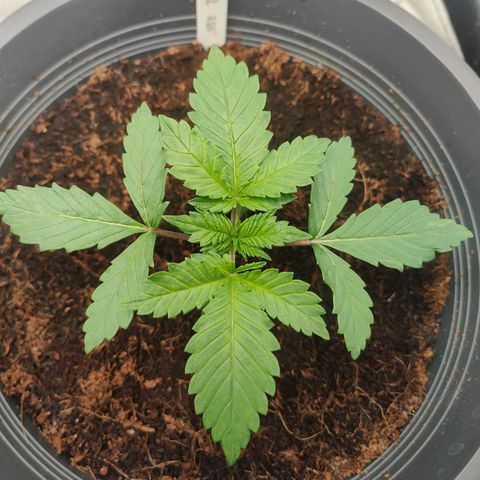 Critical (RQS) & Super- Skunk growlog timeline photo