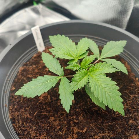 Critical (RQS) & Super- Skunk growlog timeline photo