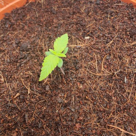Critical (RQS) & Super- Skunk growlog photo: Naaa, wird langsam mit dem 2. Blattpaar 😊