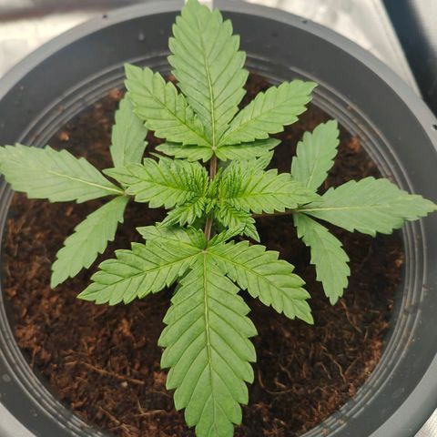 Critical (RQS) & Super- Skunk growlog photo: &Critta sieht zauberhaft aus 😊♥️