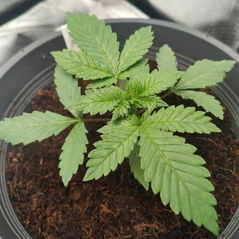 Critical (RQS) & Super- Skunk growlog photo: &Critta sieht zauberhaft aus 😊♥️