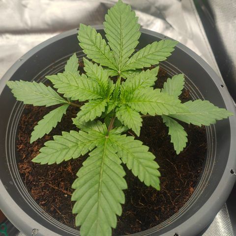 Critical (RQS) & Super- Skunk growlog timeline photo