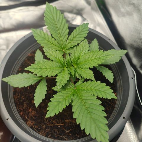 Critical (RQS) & Super- Skunk growlog photo: Kleines Update zum Abend. Prächtig ♥️