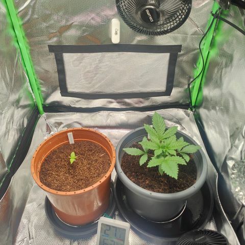 Critical (RQS) & Super- Skunk growlog photo: Kleines Update zum Abend. Prächtig ♥️