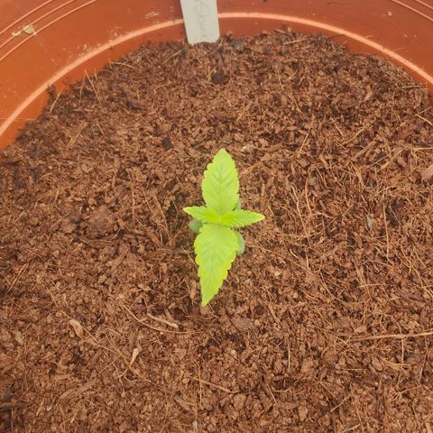 Critical (RQS) & Super- Skunk growlog photo: Kleines Update zum Abend. Prächtig ♥️