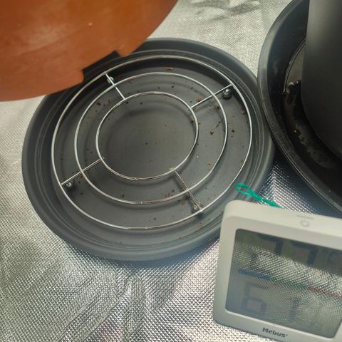 Critical (RQS) & Super- Skunk growlog photo: 75cent Edelstahl Topf-Untersetzer ausm Tedi + n großer Untertopf macht übrigens nen guten drain master Ersatz 🤣 so stehn eure töpfe nicht im drain. 