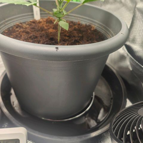 Critical (RQS) & Super- Skunk growlog photo: 75cent Edelstahl Topf-Untersetzer ausm Tedi + n großer Untertopf macht übrigens nen guten drain master Ersatz 🤣 so stehn eure töpfe nicht im drain. 