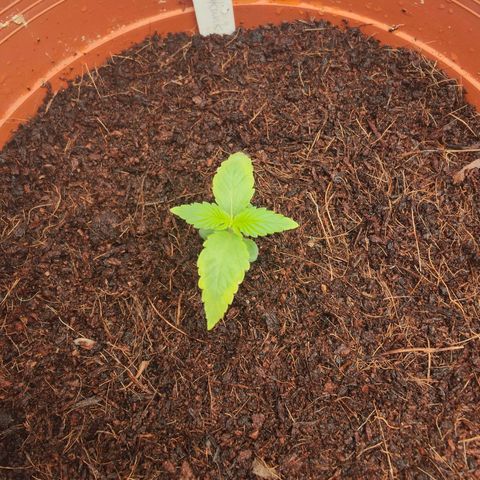 Critical (RQS) & Super- Skunk growlog timeline photo