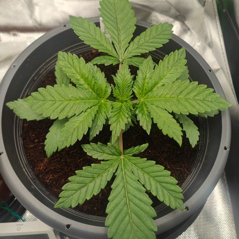 Critical (RQS) & Super- Skunk growlog timeline photo