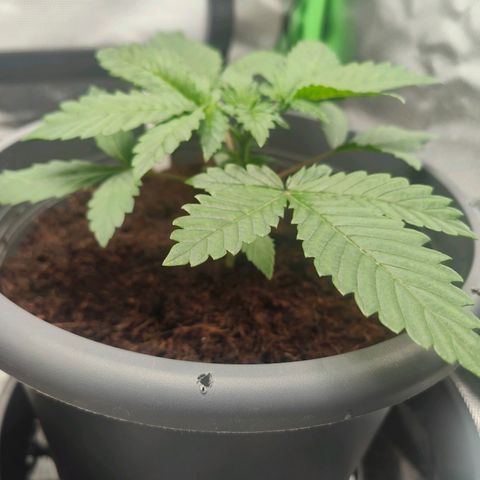 Critical (RQS) & Super- Skunk growlog timeline photo