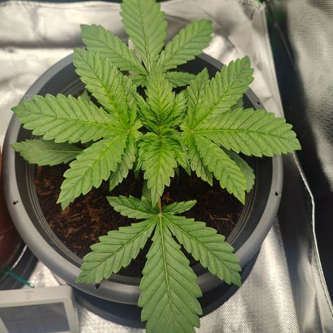 Critical (RQS) & Super- Skunk growlog timeline photo