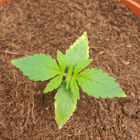 Critical (RQS) & Super- Skunk growlog photo: Ups, da hätte ich wohl noch nicht die dünger Reste von der anderen Draufkippen sollen 😬 hoffentlich erholt sie sich noch..