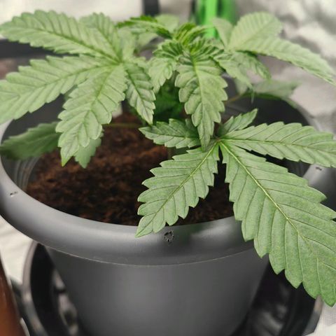 Critical (RQS) & Super- Skunk growlog photo: Critta sieht gut aus 😊 bald wird getoppt!