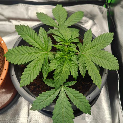Critical (RQS) & Super- Skunk growlog photo: Critta sieht gut aus 😊 bald wird getoppt!