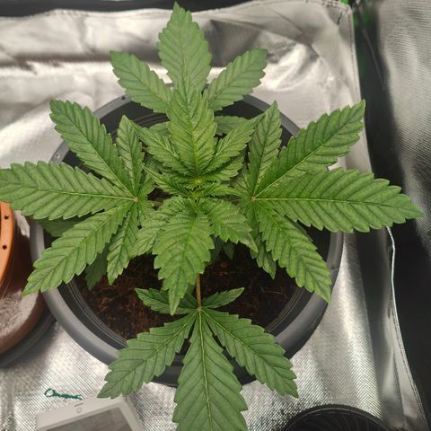 Critical (RQS) & Super- Skunk growlog photo: Hab der Hydra den Kopf abgeschlagen 😅