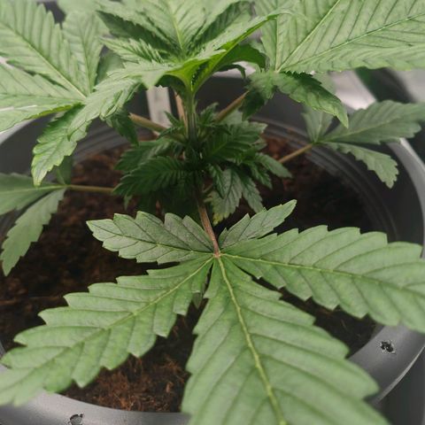 Critical (RQS) & Super- Skunk growlog photo: Hab der Hydra den Kopf abgeschlagen 😅