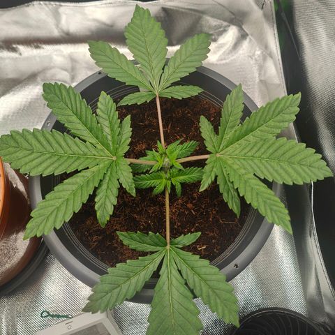 Critical (RQS) & Super- Skunk growlog photo: Hab der Hydra den Kopf abgeschlagen 😅