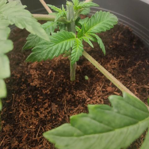 Critical (RQS) & Super- Skunk growlog photo: Hab der Hydra den Kopf abgeschlagen 😅