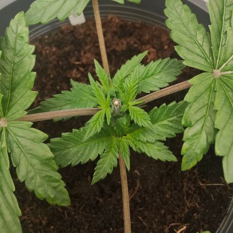 Critical (RQS) & Super- Skunk growlog timeline photo