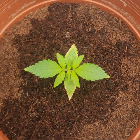 Critical (RQS) & Super- Skunk growlog timeline photo