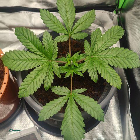 Critical (RQS) & Super- Skunk growlog timeline photo