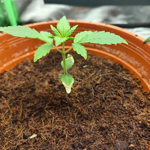 Critical (RQS) & Super- Skunk growlog photo: Sauber, so hab ich mir das vorgestellt 😊♥️