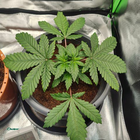 Critical (RQS) & Super- Skunk growlog photo: Sauber, so hab ich mir das vorgestellt 😊♥️