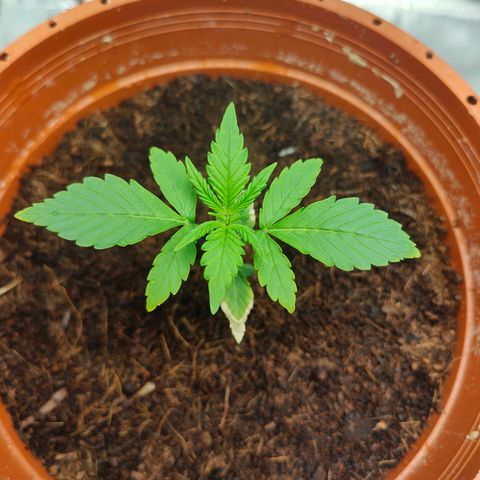 Critical (RQS) & Super- Skunk growlog photo: Sauber, so hab ich mir das vorgestellt 😊♥️