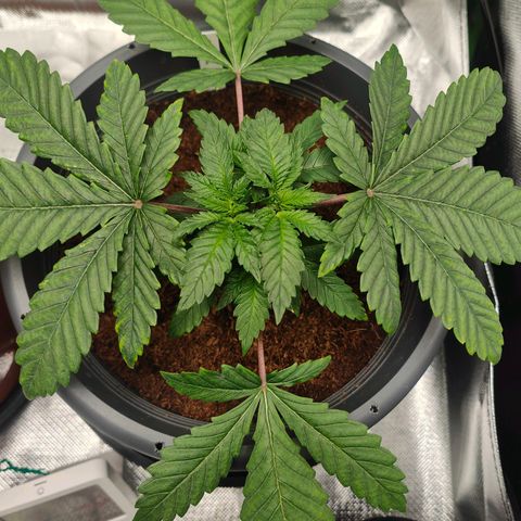 Critical (RQS) & Super- Skunk growlog photo: Sauber, so hab ich mir das vorgestellt 😊♥️