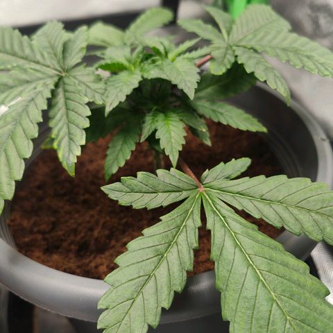 Critical (RQS) & Super- Skunk growlog photo: Sauber, so hab ich mir das vorgestellt 😊♥️