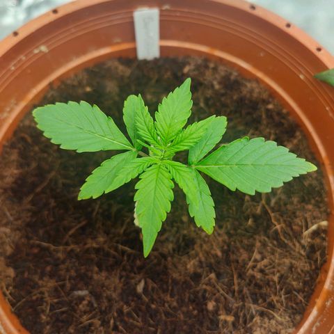 Critical (RQS) & Super- Skunk growlog timeline photo