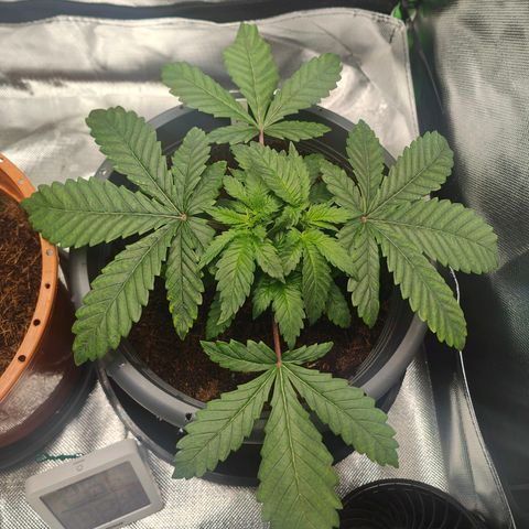 Critical (RQS) & Super- Skunk growlog timeline photo