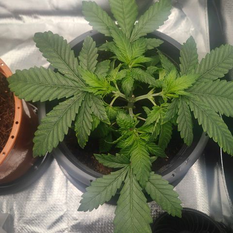 Critical (RQS) & Super- Skunk growlog photo: N bisschen LST. 😊