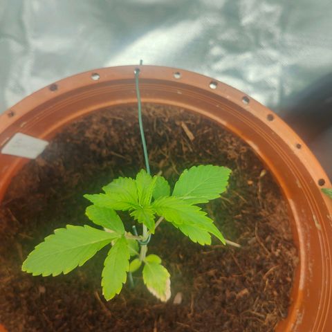 Critical (RQS) & Super- Skunk growlog photo: N bisschen LST. 😊