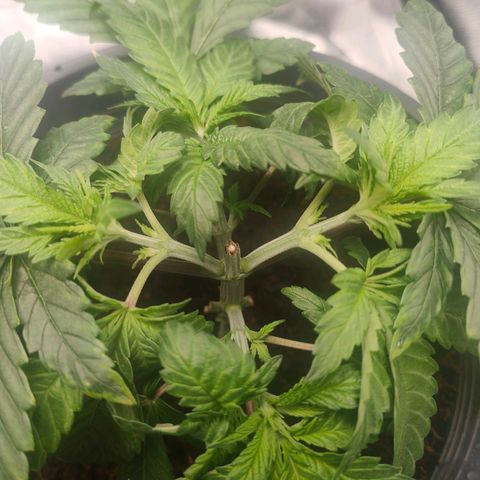 Critical (RQS) & Super- Skunk growlog photo: N bisschen LST. 😊