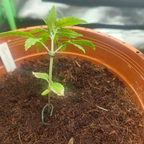 Critical (RQS) & Super- Skunk growlog photo: N bisschen LST. 😊