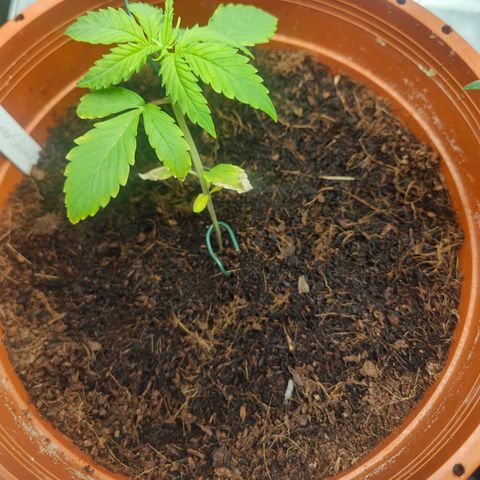 Critical (RQS) & Super- Skunk growlog timeline photo