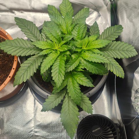 Critical (RQS) & Super- Skunk growlog timeline photo