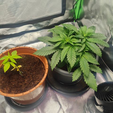 Critical (RQS) & Super- Skunk growlog timeline photo