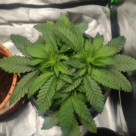Critical (RQS) & Super- Skunk growlog timeline photo