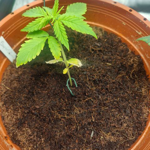 Critical (RQS) & Super- Skunk growlog timeline photo