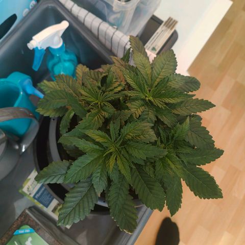Critical (RQS) & Super- Skunk growlog photo: Critta vor dem Haarschnitt 