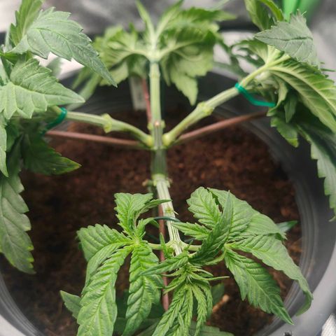 Critical (RQS) & Super- Skunk growlog photo: & nach dem Haarschnitt 😅 sieht ganz schön kahl aus die süße 😬 wächst ja zum glück nach 😊