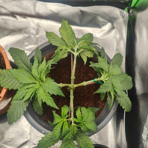 Critical (RQS) & Super- Skunk growlog photo: & nach dem Haarschnitt 😅 sieht ganz schön kahl aus die süße 😬 wächst ja zum glück nach 😊