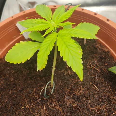 Critical (RQS) & Super- Skunk growlog photo: Skunky kommt noch nich so richtig aus'm Arsch 😬😅