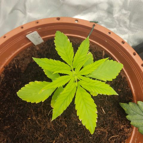 Critical (RQS) & Super- Skunk growlog photo: Skunky kommt noch nich so richtig aus'm Arsch 😬😅
