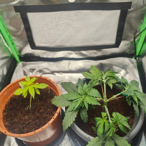 Critical (RQS) & Super- Skunk growlog photo: Skunky kommt noch nich so richtig aus'm Arsch 😬😅